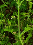 IMG_6419