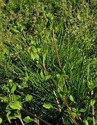 IMG_7958