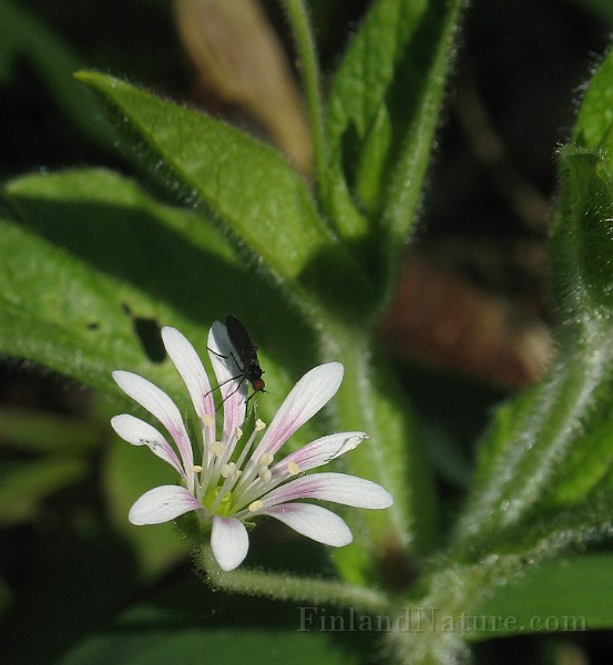 Stellaria_nemorum1.jpg