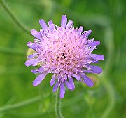 IMG_0263