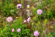 IMG_0270