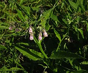 IMG_1829