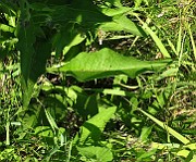 IMG_1831