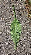 IMG_1832