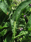IMG_7160