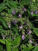 IMG_7164