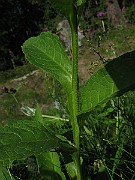 IMG_4433