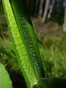IMG_6432