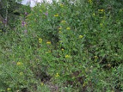 IMG_1727