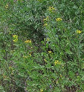 IMG_1727b