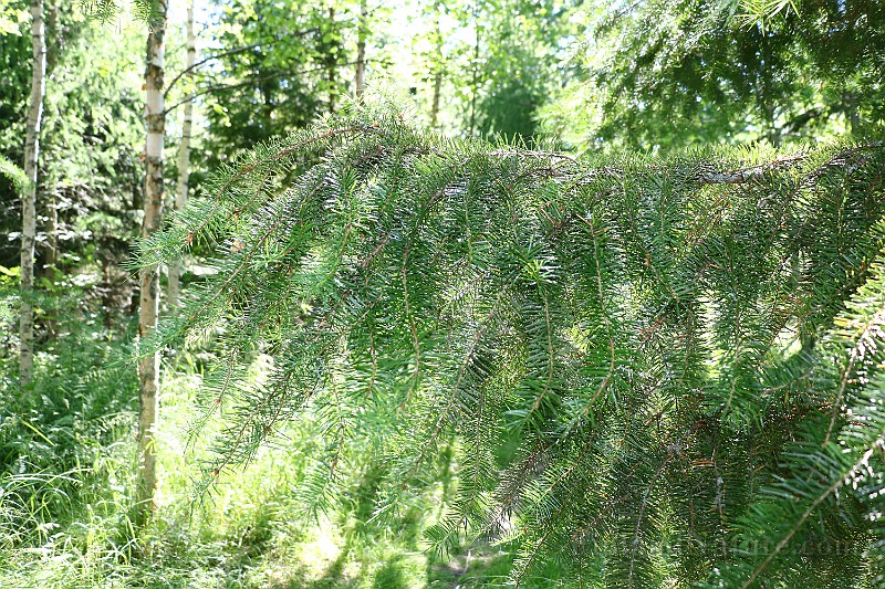 IMG_9837.JPG