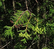 IMG_8864