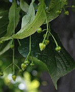 IMG_7245