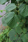 IMG_7063