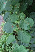 IMG_7067