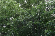 IMG_7118