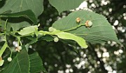 IMG_7120