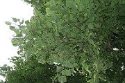 IMG_7126