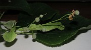 IMG_7159
