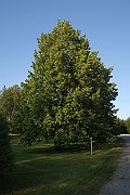 IMG_7204