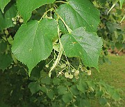 IMG_7266