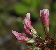 IMG_3881