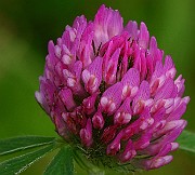 IMG_1927