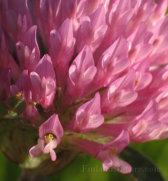 Trifolium_pratense5.jpg
