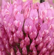 IMG_0484