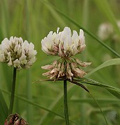 IMG_0481
