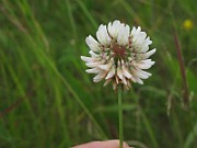 IMG_7595