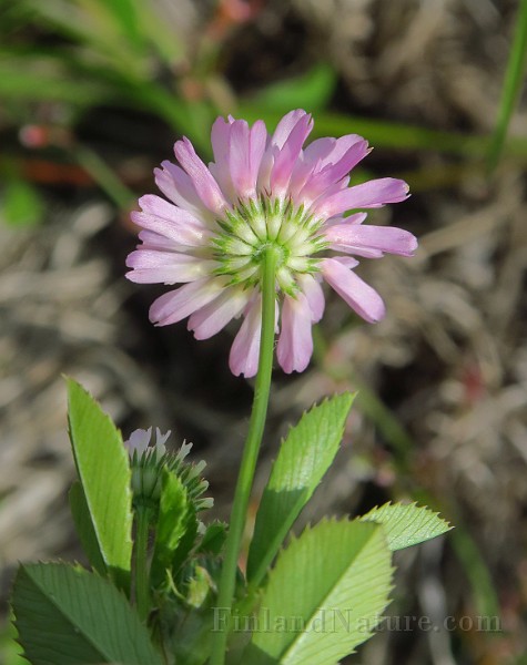 IMG_6991.JPG