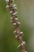 IMG_6707