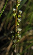 IMG_4219