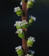 IMG_4944