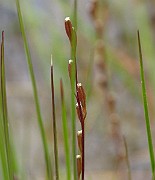 IMG_6700