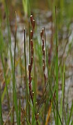 IMG_6726