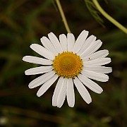 IMG_0409