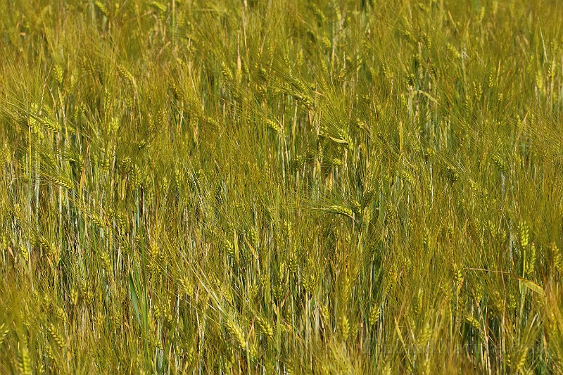 IMG_6508.JPG