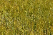 IMG_6508
