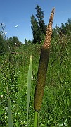 IMG_4156