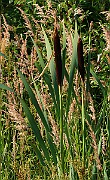 IMG_6548