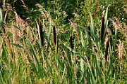 IMG_6549
