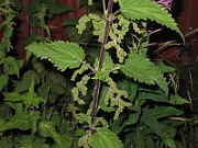 IMG_1528