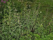 IMG_1739