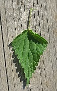 IMG_3472
