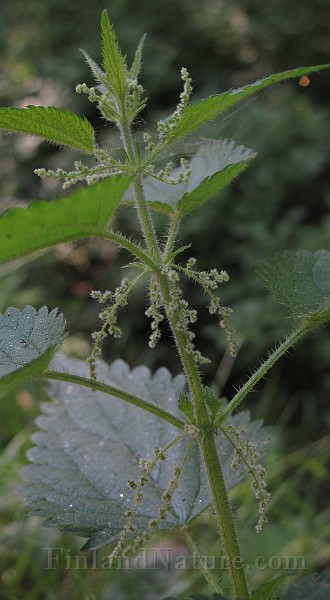 IMG_8786.JPG