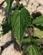 IMG_5843