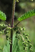 IMG_8992