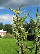 IMG_8017